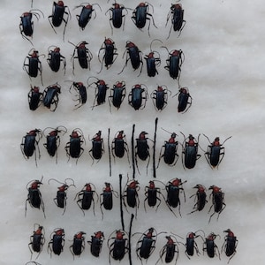 Carilia (Gaurotes) virginea Set 60 uds., Cerambycidae, Escarabajos auténticos secos sin extender y sin montar de Ucrania, colección entomológica