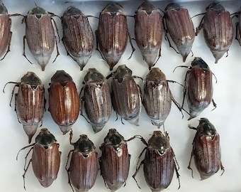 Conjunto de escarabajos de la familia Scarabaeidae, 17 piezas, escarabajos reales secos, sin disecar ni montar, procedentes de Ucrania, colección entomológica, proyecto artístico.