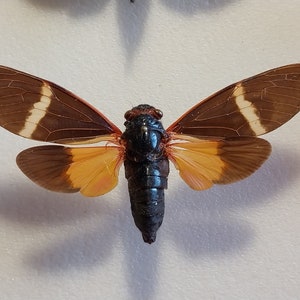 Cigarra, cigarra seca real, cigarra montada en extensión seca, colección de entomología, proyecto de arte