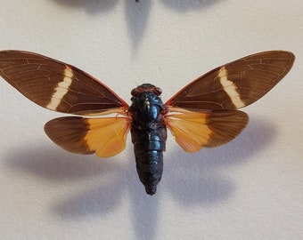 Cigarra, cigarra seca real, cigarra montada en extensión seca, colección de entomología, proyecto de arte