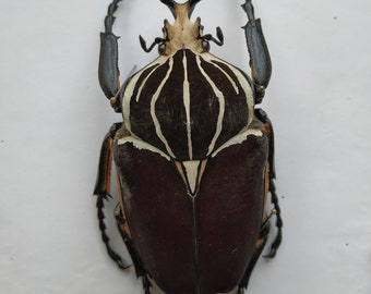 Goliathus Goliatus 90mm, Real Dry Giant Beetle for Art
