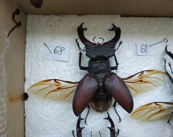 Lucanus cervus male 68 mm, Real Stag Beetle for Art project, dry unmounted spread beetle from S. Ukraine