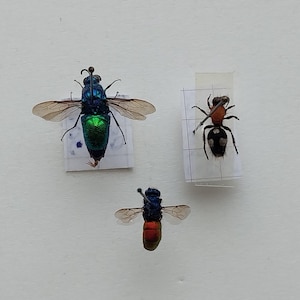 Peut inclure: Trois insectes préservés sont présentés sur une surface blanche. Les insectes comprennent une grosse mouche verte et bleue irisée avec des ailes transparentes, une petite fourmi avec des marques noires et blanches et un insecte plus petit avec un corps rouge et bleu.