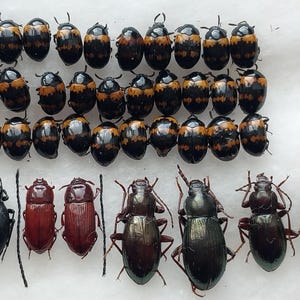 以下が含まれることがあります： 白い表面に展示された、カブトムシを含む昆虫の詰め合わせ。カブトムシは色とりどりで、黒とオレンジの模様のものもあれば、濃い茶色や黒のものもあります。昆虫は列に並んでいます。