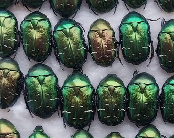 Cetonia aurata Set de 12 piezas, Escarabajos de rosas verdes secos, sin extender ni montar, procedentes del sur de Ucrania, entomología, colección, proyecto artístico