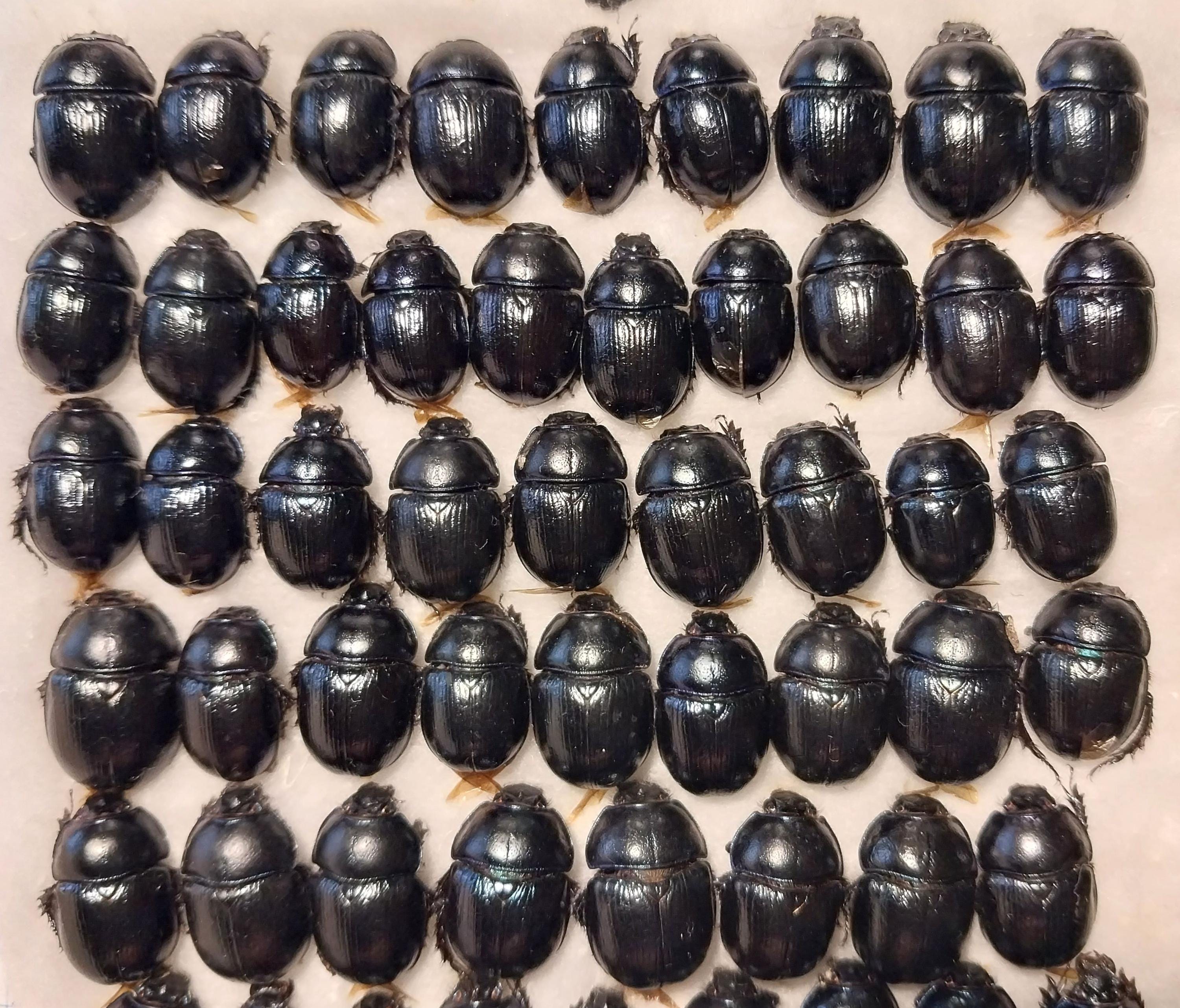 Dung Beetle Dried - Etsy