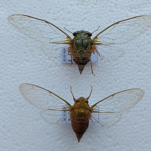Cicada SET 2 piezas, cigarra verde seca real, cigarra montada en extensión seca, colección de entomología, proyecto de arte