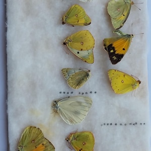 May include: A collection of butterflies, showcasing various species with yellow, white, and black wing patterns. The butterflies are arranged on a white, textured surface, providing a detailed view of their delicate structures. The image highlights the diversity of butterfly colors and shapes.