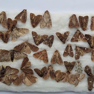 May include: A collection of brown moths with various wing patterns and sizes, arranged on a white, textured surface. The moths display a range of shades, from light tan to dark brown, showcasing intricate details in their wings.