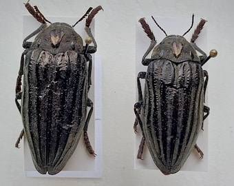 標本 RSA Julodis viridipes 27mm Julodis viridipes (Buprestidae