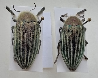 Real Hairy Blue Jewel Beetle Framed Taxidermy - Julodis Viridipes