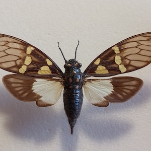 Cigarra, cigarra seca real, cigarra montada en extensión seca, colección de entomología, proyecto de arte