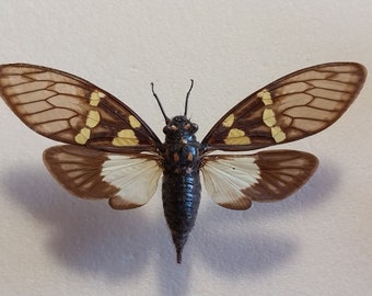 Cigarra, cigarra seca real, cigarra montada en extensión seca, colección de entomología, proyecto de arte