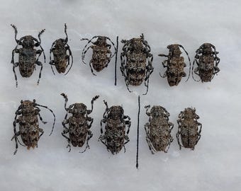 Buprestidae - Calodema Suhandae 40mm+ A1 From W.papua!! - Etsy