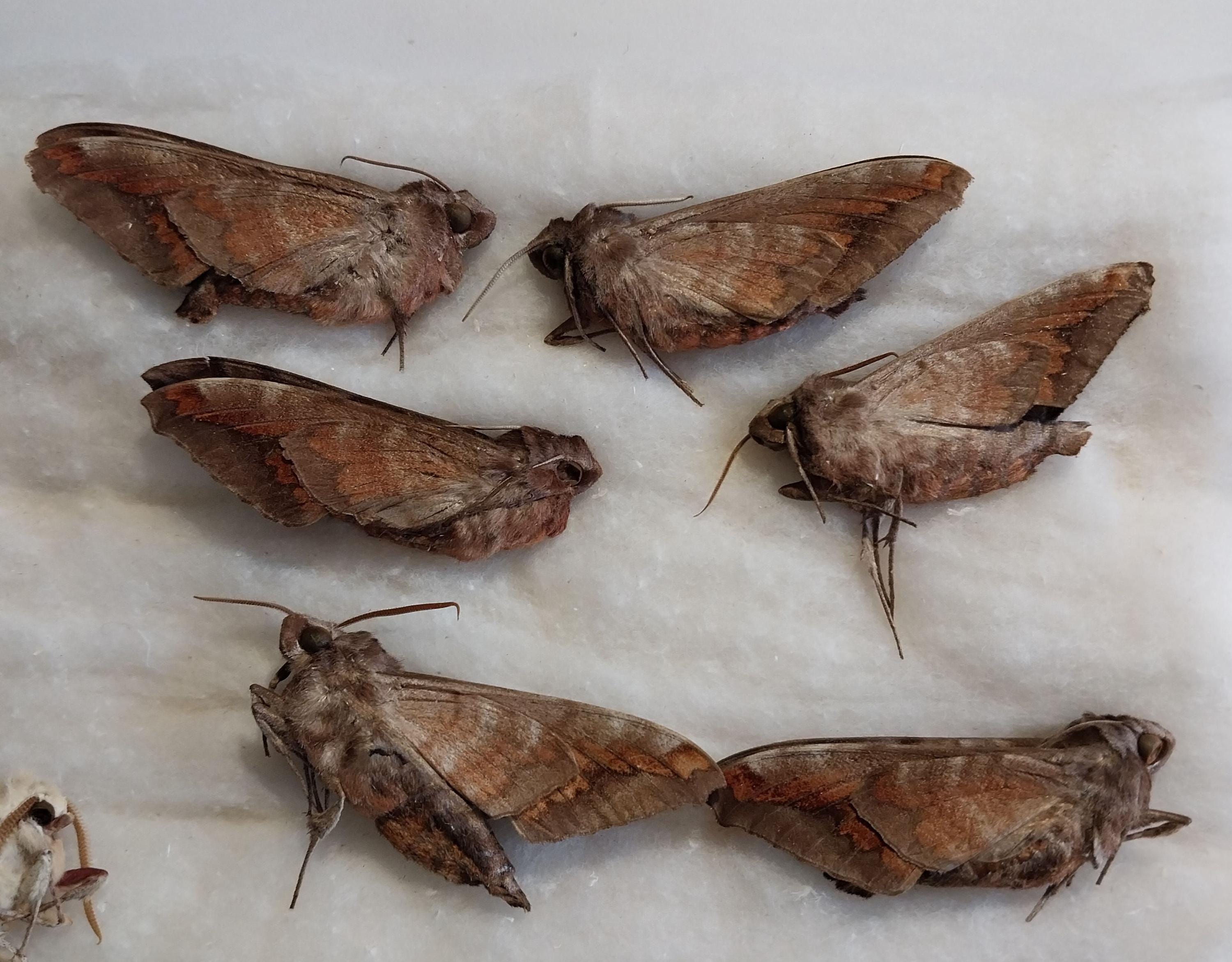 Sphingidae - Etsy 日本