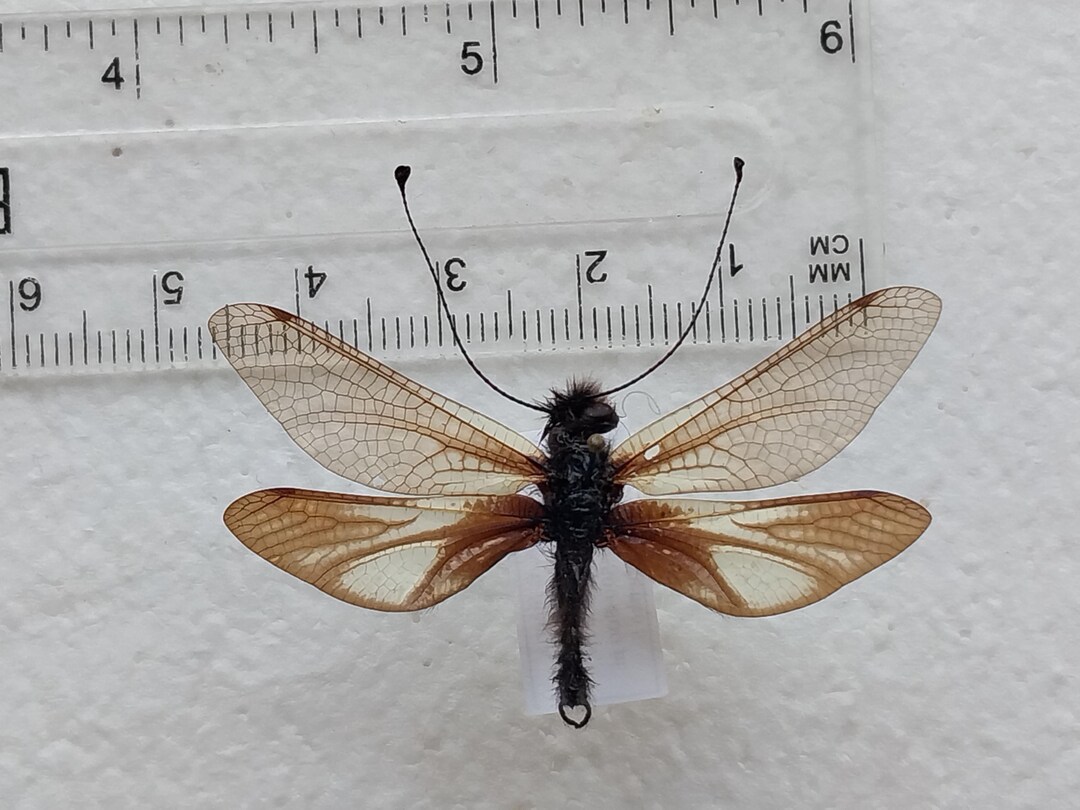 Damselfly, Real Dry Spread Mounted Insect Ascalaphidae - for Your Art ...