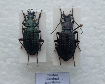 Carabus granulatus Paar,gestreute Käfer aus der Südukraine, entomologische Sammlung, Kunstprojekt, für Ihre Tierskulpturen