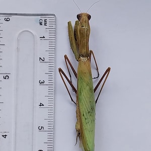 Praying Mantis real dry insect, Mantis religiosa, Entomological collection, Art progect, for taxidermy art work, oddity