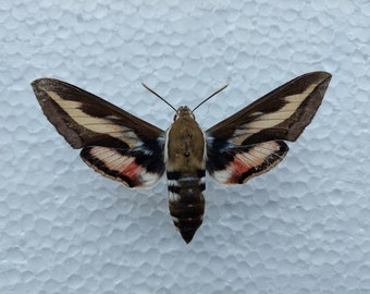 Hyles gallii 81 mm with a defect, dry mounted spread hawk moth, Sphingidae, dry hawk moth, Real hawk moth for Art Projects