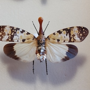 Cigarra, cigarra seca real, cigarra montada en extensión seca, colección de entomología, proyecto de arte