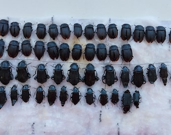 Calodema Suhandae. Jewel Beetle. Scarab Beetle. Buprestidae