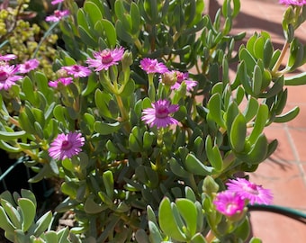 Two Lampranthus Flowering succulent cuttings