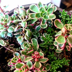CINCO esquejes de Sedum Spurium Tricolor- Suculento resistente a -40 grados!!!