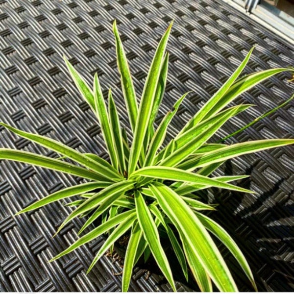 Reverse variegated spider plant ROOTED cutting