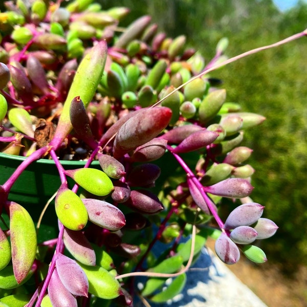 FIVE othanna capensis ‘Ruby Necklace’ succulent cuttings