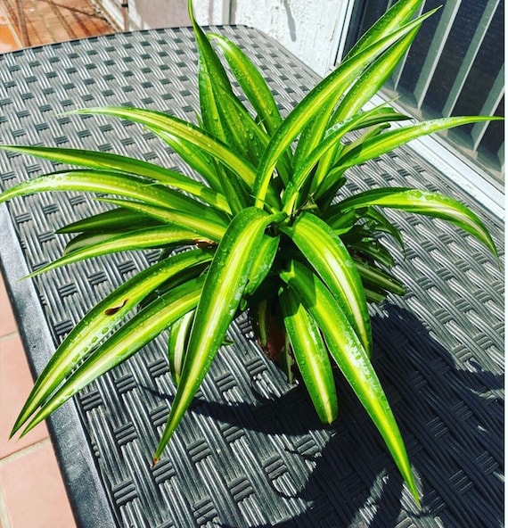 Hawaiian Spider Plant