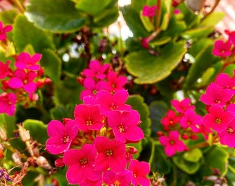 Widow’s thrill kalanchoe flowering succulent cutting