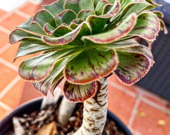 RARE Aeonium holochrysum succulent cutting