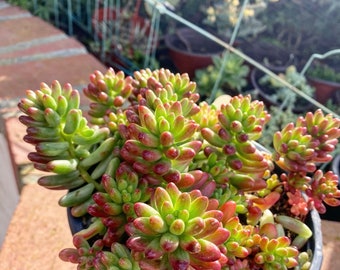 Jelly Beans- Sedum rubrotinctum 'Aurora' succulent cutting