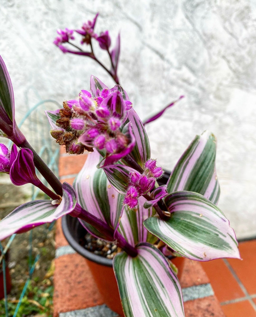 Pink Wandering Jew tradescantia Nanouk Houseplant Cutting Etsy