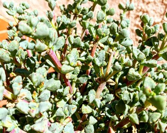 Pink Ice Plant cuttings x3