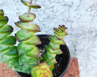 Crassula Perforata succulent cutting