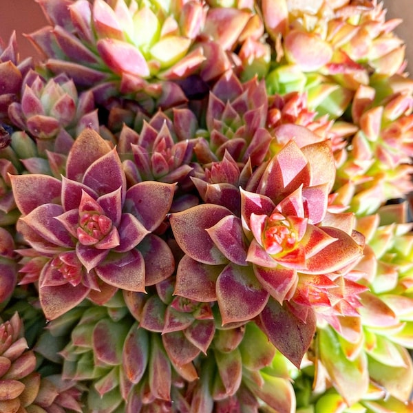 THREE Graptopetalum Macdougalli succulent cuttings