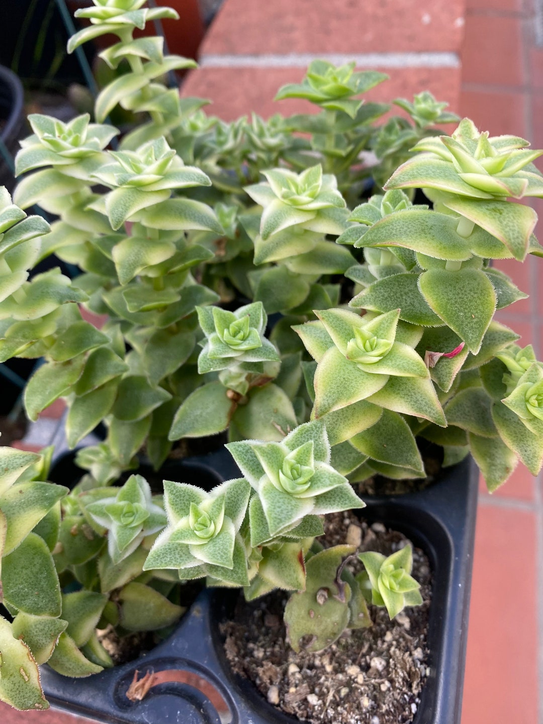 Variegated Kebab Bush Succulent Cuttings X3 Etsy