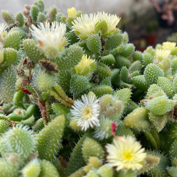 Delospermum echinatum (pickle plant) Succulent cuttings x3-UNIQUE and UNCOMMON