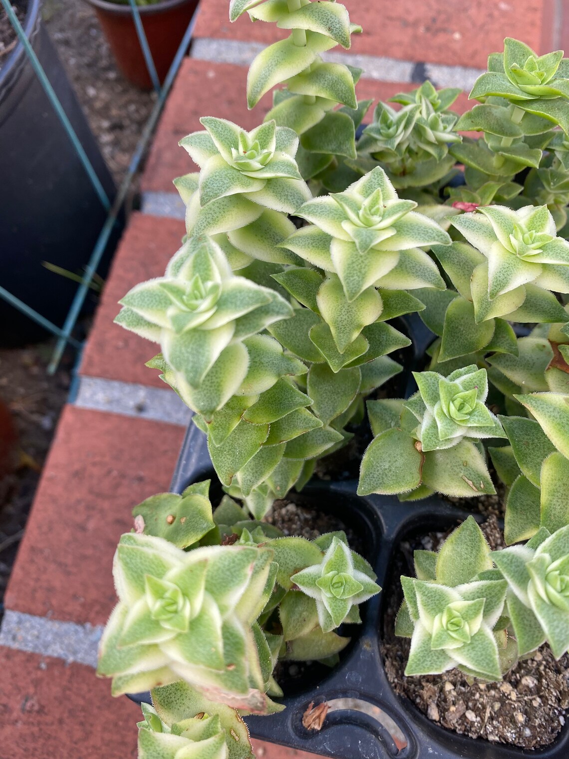 Variegated Kebab Bush succulent cuttings x3 Etsy