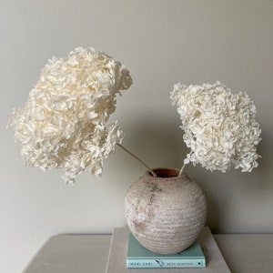 XL White Hydrangea | 20-25cm Preserved Hydrangea | Large Dried Flowers | Minimalist Home Decor | Hydrangea Wedding | White Home Decor