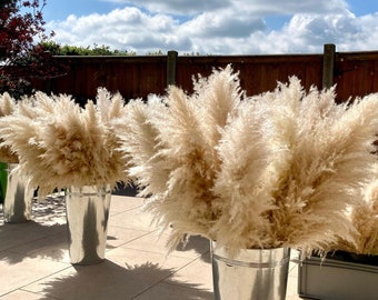 XL Pampas Grass 115cm | 90cm or 70cm | Extra fluffy luxury dried flower bouquet | extra large Pampas | tall Pampas