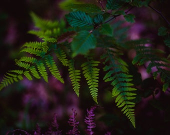 Photo print Fine Art "fern in the undergrowth"