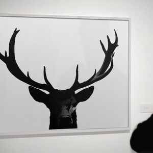 Shadow Buck Matte Picture, Frameable Art, Deer, Elk, Deer Wall Art, Western Decor, Cabin Decor, Gifts For Hunters, Modern Decor