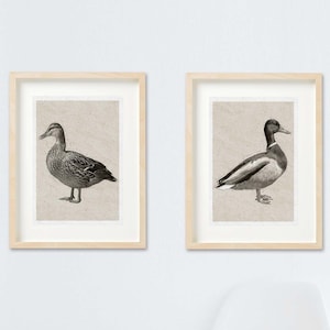 vintage style mallard duck prints, print set or single, male and female ducks, bird print, home décor, wall hanging, living room, bedroom