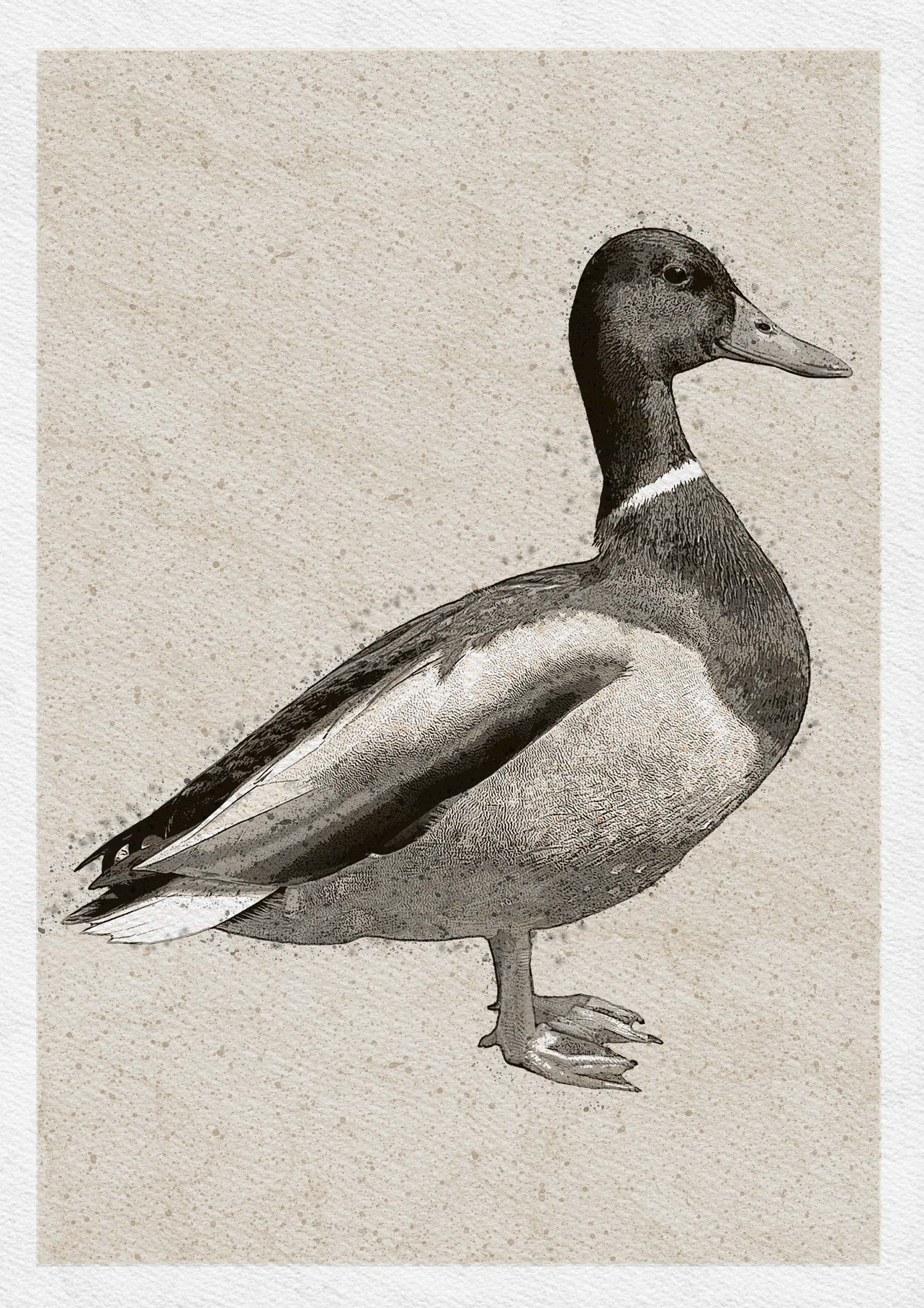 Vintage Style Mallard Duck Prints Print Set or Single Male - Etsy