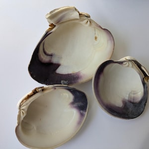 Wampum Quahog Shells