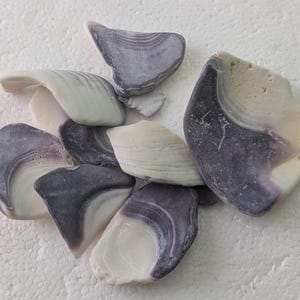 Op de afbeelding: Een verzameling gladde, gepolijste schelpfragmenten met een duidelijk kleurverloop van crèmewit tot dieppaars. Elk stuk vertoont natuurlijke concentrische groeiringen en gebogen randen, wat resulteert in een verscheidenheid aan onregelmatige vormen.