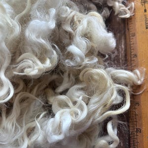 Op de afbeelding: Close-up van ruwe, gebroken witte wolvezels met een krullende textuur. De vezels zijn op elkaar gestapeld en vertonen variaties in kleur en textuur. Een houten liniaal is gedeeltelijk zichtbaar en dient als schaal.