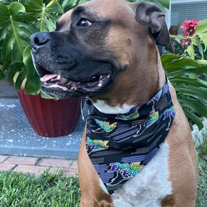 May include: A brown and white boxer dog wearing a black bandana with a colorful "Devil Rays" logo and a rainbow-colored "Tampa Bay" logo. The dog is sitting on green grass.
